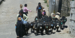 Village maya de San Juan de Chamula, Chiapas, www.terre-maya.com